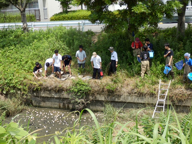 IMG_1717　ヘドロへの発酵乾燥EMダンゴの投入